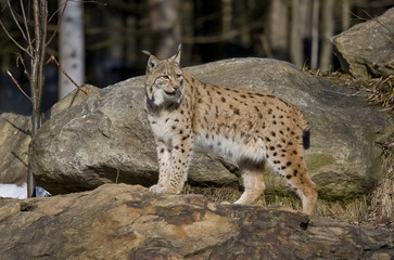 lince nella foresta della Baviera