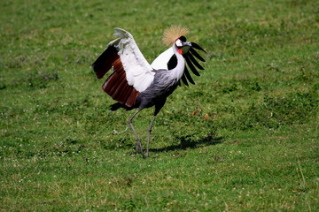 crowned crane