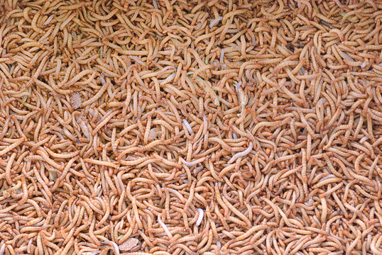 bird worms