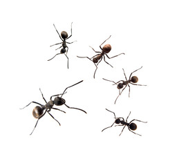 ant .