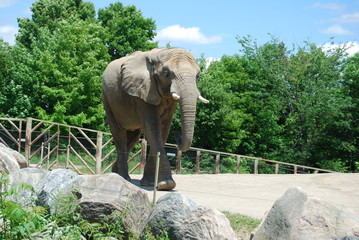 Elephant At Toronto Zoo