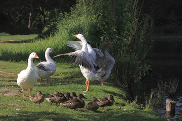 white geeses and ducks