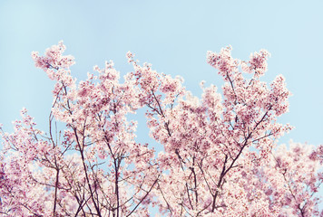 Flowering Cherry Tree