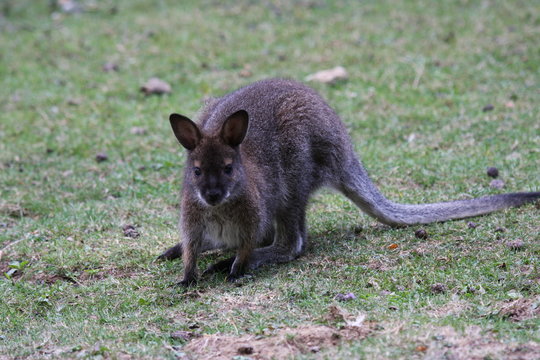 Bennett Wallaby, Kangaroo