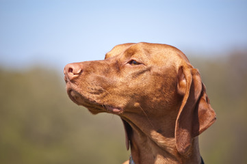 Happy Hungarian Vizsla Dog Portrait