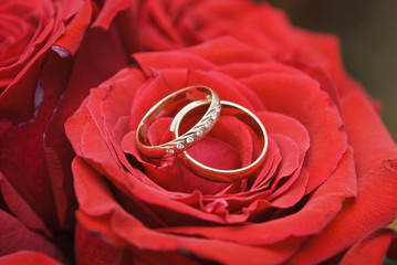 red rose and wediing rings