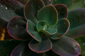 Succulent close-up