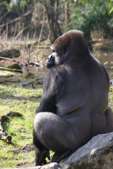 Gorilla