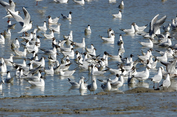 Fototapeta premium Mouettes sur l'eau