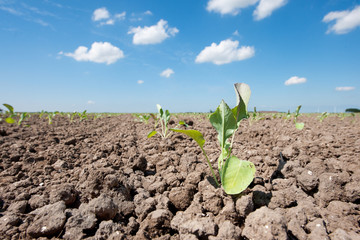 Young cauliflower plants