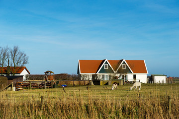 Obraz premium Dutch landscape