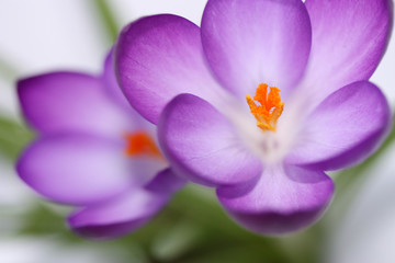 Krokusblüten