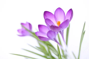 Foto op Aluminium Fijne lentebloemen op een witte achtergrond © Floydine