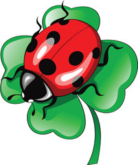 ladybug on clower