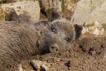 Wildschwein