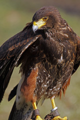 Wüstenbussard