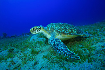 Green Sea Turtle (Chelonia mydas)