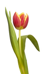 einzelne Tulpe