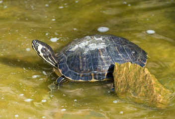 Naklejka premium Red necked slider turtle