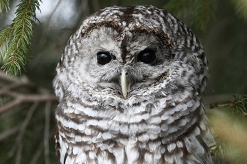 Barred owl closeup