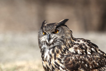 European Eagle Owl