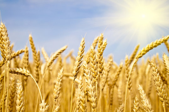 field of yellow wheat in sun rays