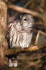 Barred owl looking at prey