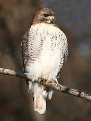 red-tailed Hawk
