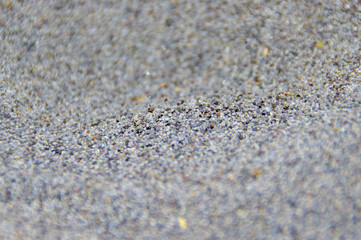 poppy seeds