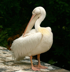Pelican