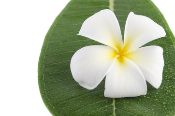 frangipani