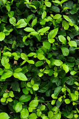 green leaf background