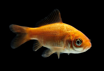 Fototapeta premium Goldfisch rotorange schwarz12