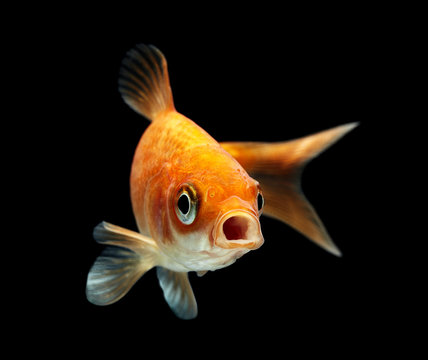 Goldfisch rotorange schwarz11