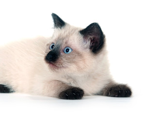 Cute kitten on white