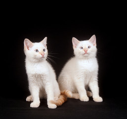 Two white kittens on black background