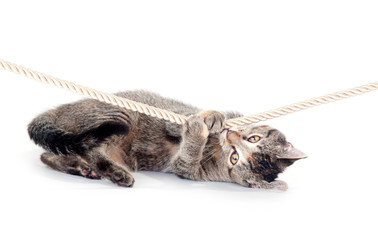 Tabby kitten playing with rope