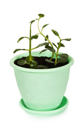 Kalanchoe plant in green plastic flowerpot, isolated