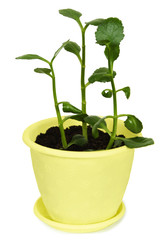 Kalanchoe plant in yellow plastic flowerpot, isolated