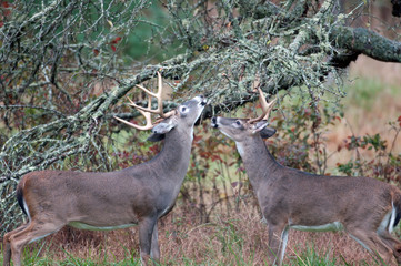 Two whitetailed deer bucks chewing on branches