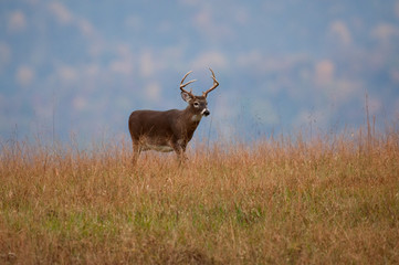 White-tailed deer buck standing on a hillside