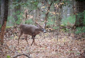 Whitetail deer buck walking in the woods
