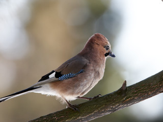 Jay running on branch