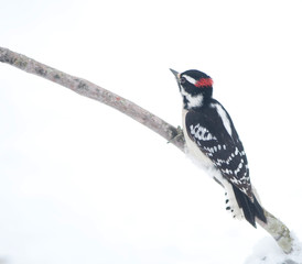 Downy woodpecker clinging to a branch
