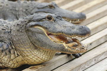 Alligator