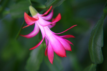 Flower of pink schlumbergera on the green background