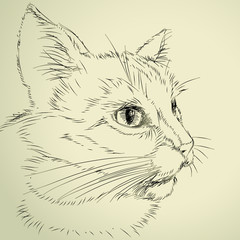 drawing cat