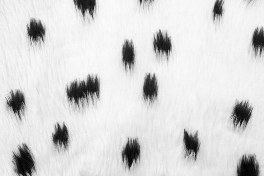 Black And White Furry Animal Print Fabric