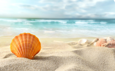 Fototapeta na wymiar Shell na plaży