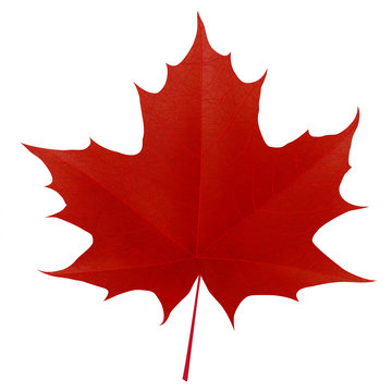 Realistic red maple leaf isolated on white background